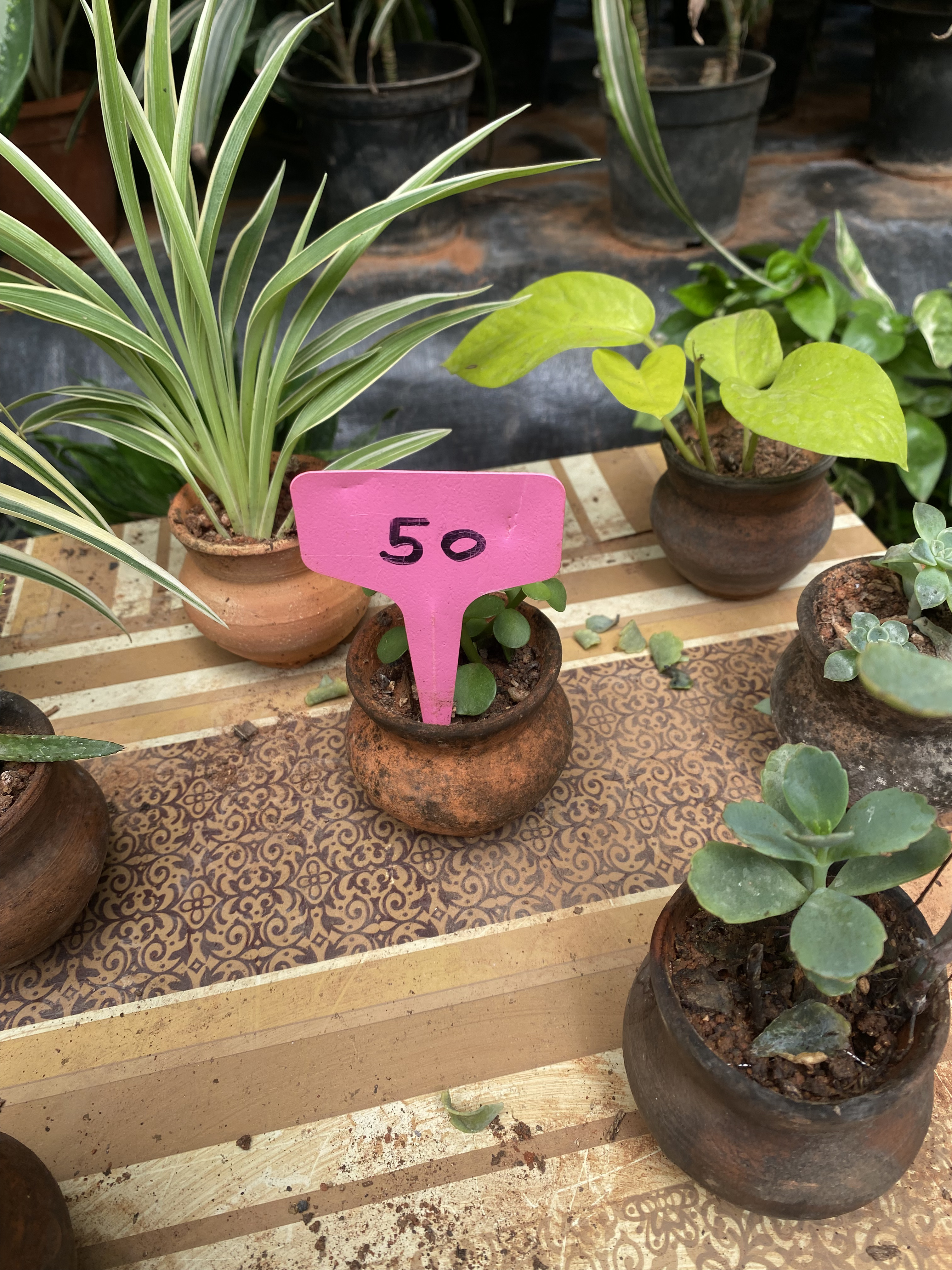 Before - Flower (unedited)